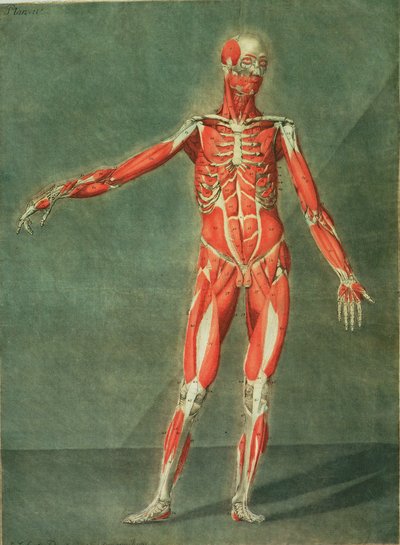 Superficial Muscular System of the Front of the Body, plate 4 from a complete course of anatomy with text by Jadelot, engraved by the artist, published 1773 by Arnauld Eloi Gautier D